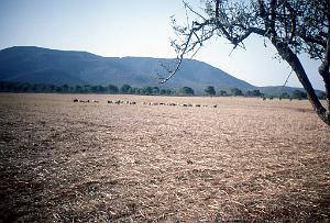 LE KHAR OU LA MONTAGNE DES LIONS (9)